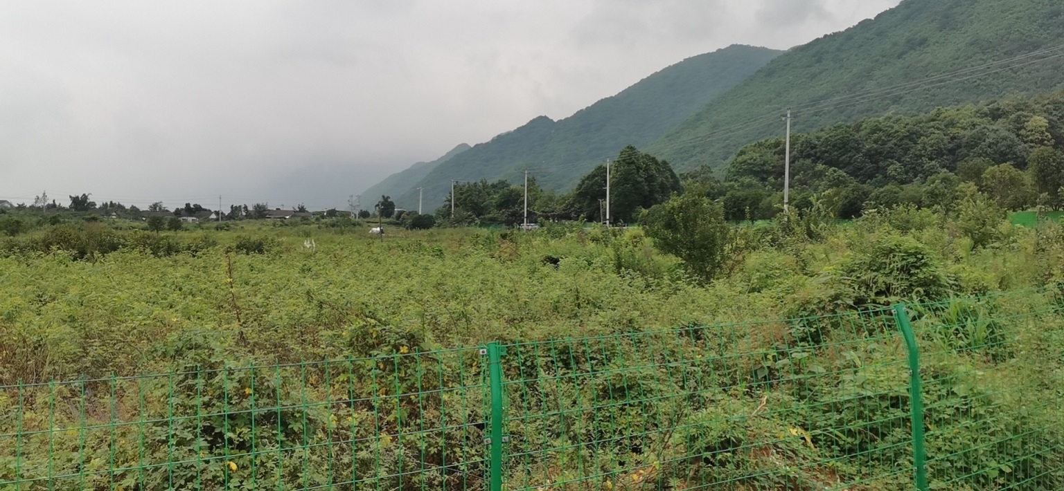 綿竹市玫瑰公園旅游區(qū)商住建設(shè)用地使用權(quán)拍賣